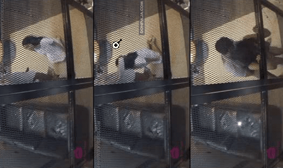 camara de seguridad graba a profesor de prepa cogiendo a una alumna